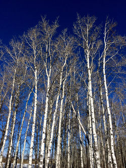 Trembling Aspen
