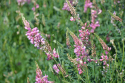 Sainfoin