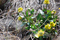 Buttercup