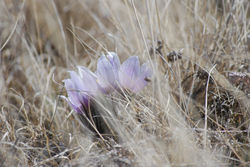 Crocus