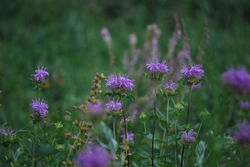 Monarda