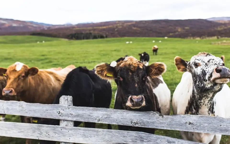 A rancher on foot quietly moving a small group of beef cows along a fence line in a prairie corral