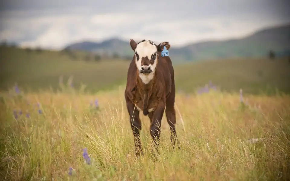 Close-up of a heavily grazed prairie pasture with short grass, patches of bare soil and pasture sage, with an ungrazed fence line behind