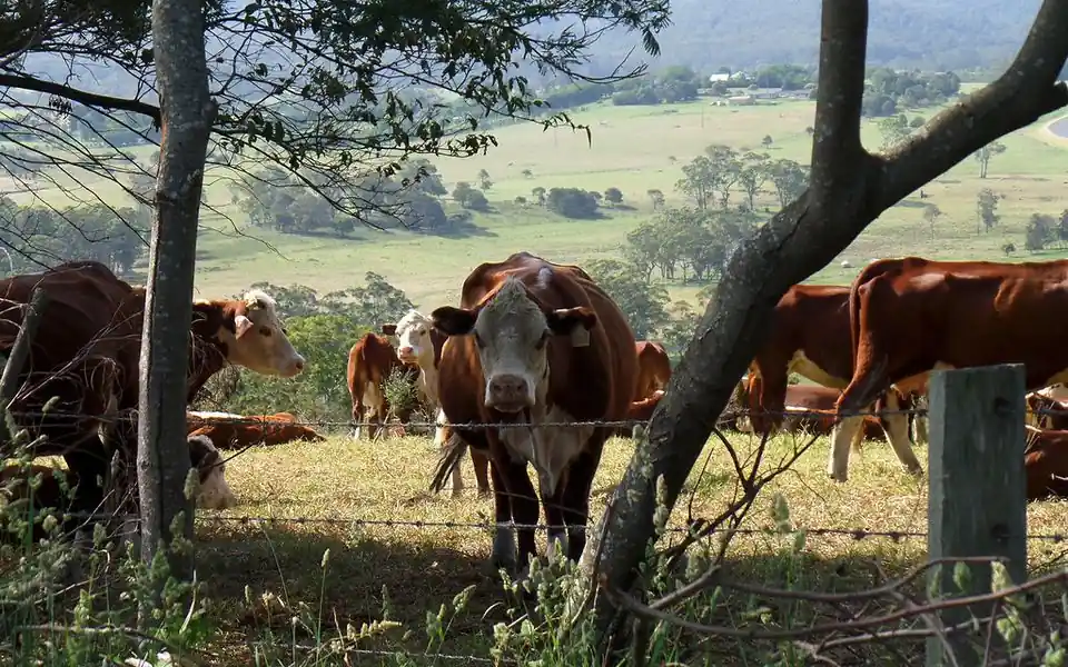 Cow-calf pairs grazing a green paddock on an Alberta ranch, with a temporary electric fence line separating grazed and ungrazed grass