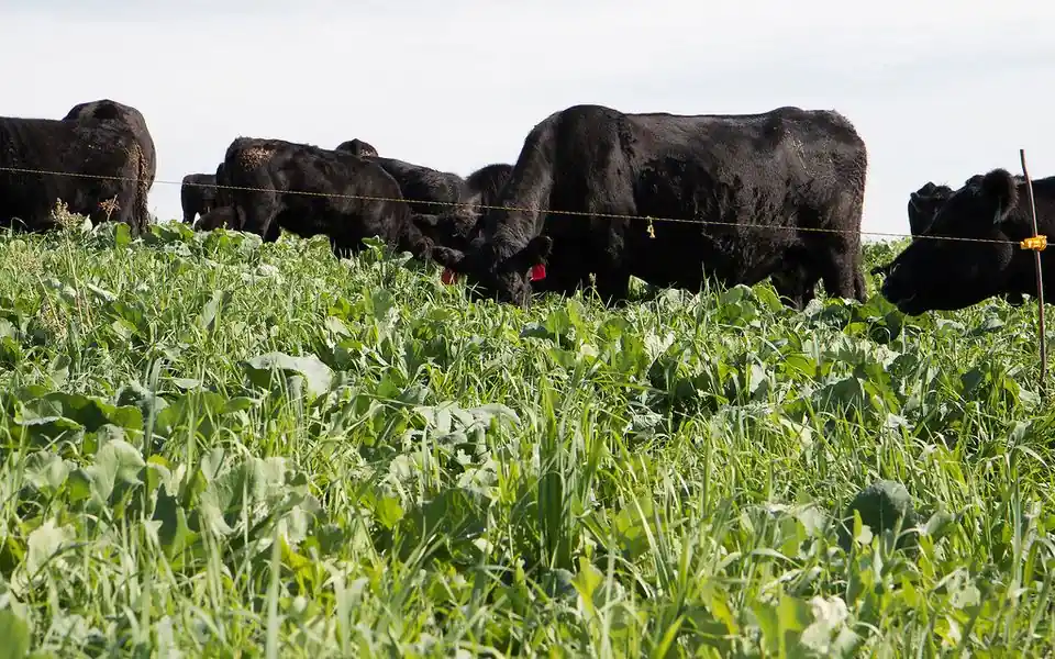 Beef cows grazing a green multi-species cover crop of brassicas, peas and cereals behind a single electric wire in early fall