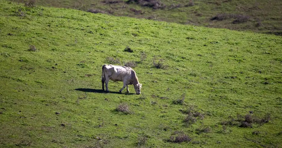 Cow grazing on a green hillside pasture